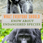 Why Teach about Endangered Species?